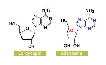 Cordycepin Adenosine